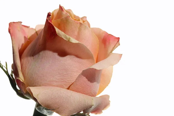 Rose vor weißem Hintergrund — Stockfoto