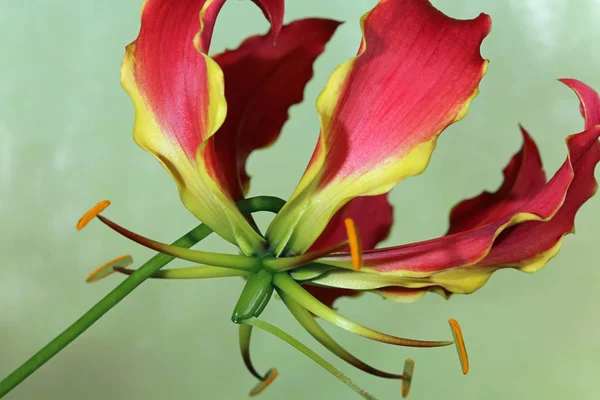 Gloriosa Lily κινηματογράφηση σε πρώτο πλάνο — Φωτογραφία Αρχείου