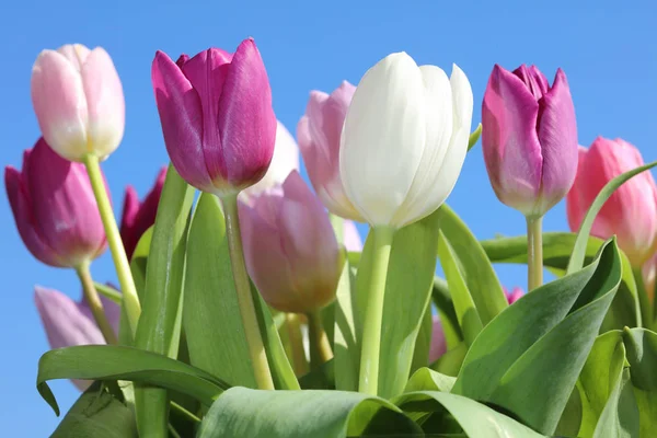 Tulipas primavera contra céu azul — Fotografia de Stock