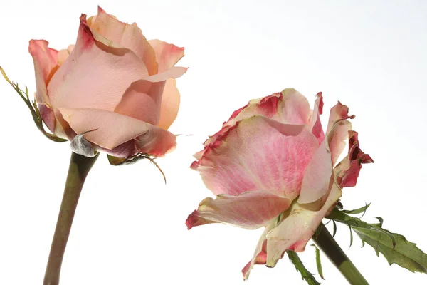 Rosa contra fundo branco — Fotografia de Stock