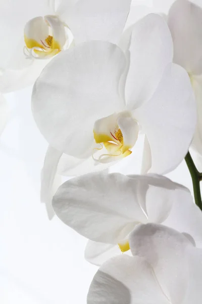 Bílá orchidej closeup Stock Fotografie