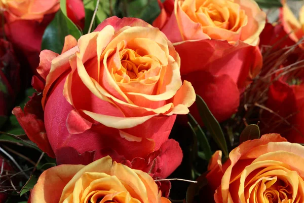 Višňovku růže Stock Obrázky