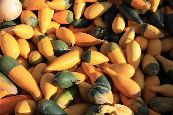 Färska Ekologiska Pumpor Farmers Market Tyskland — Stockfoto