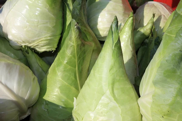 White Cabbage Farmers Market Germany — Stock Photo, Image