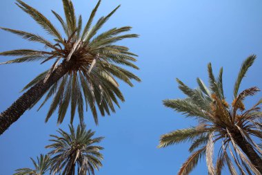 Sicilya'daki Palermo'daki Halk Parkı. İtalya