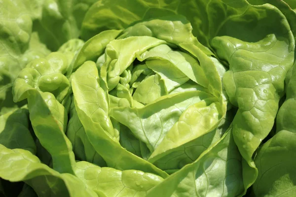 Fresh Organic Butterhead Lettuce Field Germany — Stock Photo, Image