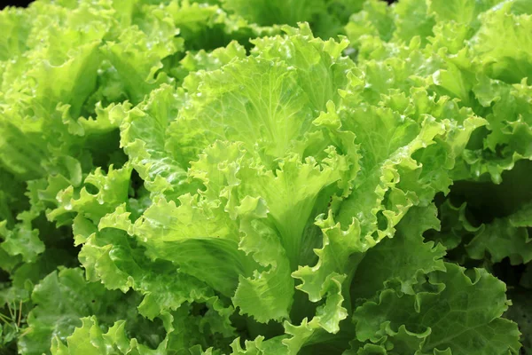 Fresh Organic Iceberg Lettuce Field Germany — Stock Photo, Image