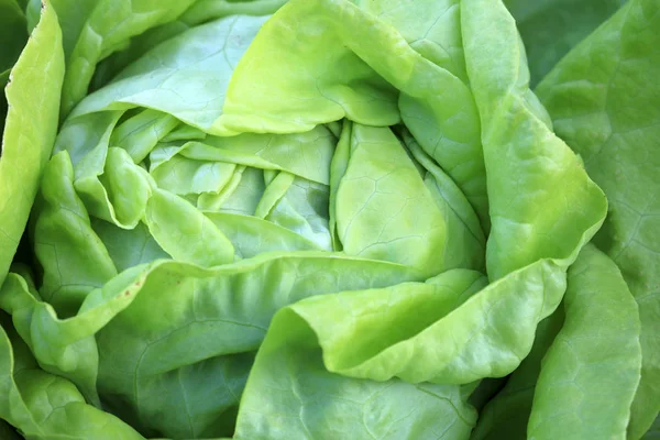 Fresh Organic Butterhead Lettuce Field Germany — Stock Photo, Image