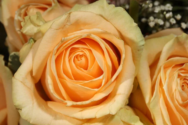 Ein Strauß Wundervoller Kirschwasser Rosen — Stockfoto