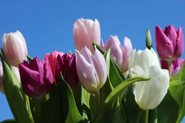 Banda Świeżych Wiosennych Tulipanów Zbliżenie — Zdjęcie stockowe