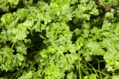 Herb Garden 'da taze maydanoz (Petroselinum crispum)