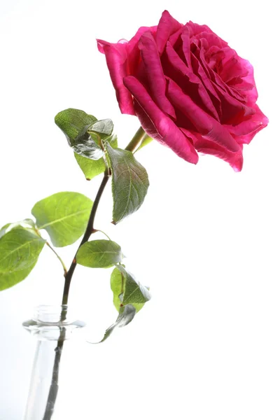 Rose Vor Weißem Hintergrund — Stockfoto