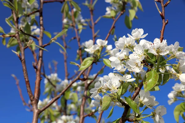Beyaz Çiçek Şube Erik Meyve Ağaç Bahar Mavi Gökyüzü Ile — Stok fotoğraf