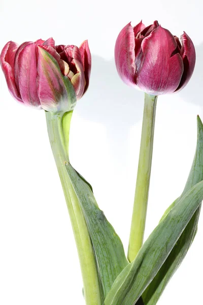 Frühlingstulpen Vor Weißem Hintergrund — Stockfoto