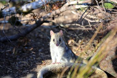 Kaplan quoll (Dasyurus maculatus) benekli kuyruk veya benekli Dasyure olarak da adlandırılır. Tazmanya. Avusturalya