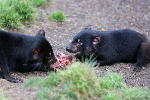 Diabo Tasmânia Sarcophilus Harrisii Ameaçou Espécies Tasmânia Austrália — Fotografia de Stock