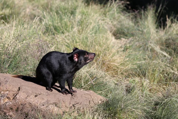 Tasmaniai Ördög Sarcophilus Harrisii Veszélyeztetett Faj Tasmaniában Ausztrália — Stock Fotó