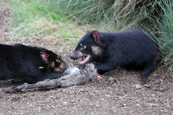 Diable Tasmanie Sarcophilus Harrisii Espèce Voie Disparition Tasmanie Australie — Photo