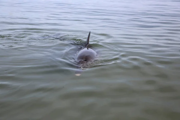 Пляшка Nosed Дельфін Tursiops Прямо Пляжі Західній Австралії — стокове фото