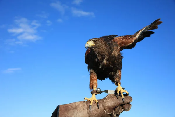 Harris Hawk Parabuteo Unicinctus Protective Glove — Stock Photo, Image