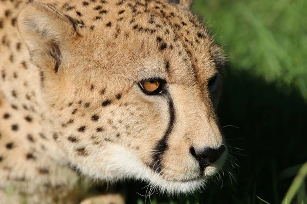 Gepard Acinonyx Jubatus Südafrika Nahaufnahme — Stockfoto