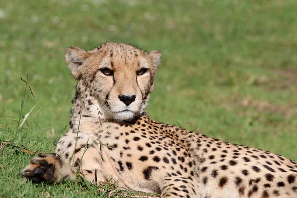 Cheetah Acinonyx Jubatus Южной Африке Крупным Планом — стоковое фото