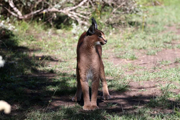 Caracal Lynx Sudáfrica Primer Plano — Foto de Stock