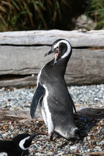 Magellan Penguin Spheniscus Magellanicus Wyspie Tucker Patagonia Chile — Zdjęcie stockowe