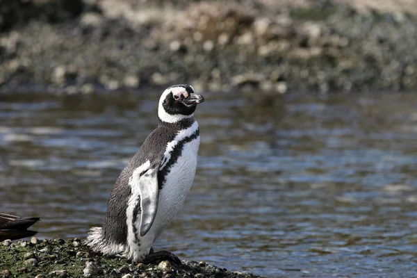 Magellan Penguin Spheniscus Magellanicus Острове Такер Патагония Чили — стоковое фото