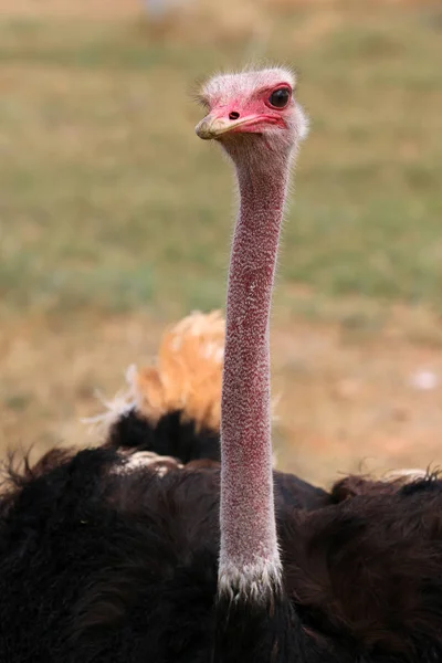 Mannelijke Masai Struisvogel Struthio Camelus Massaicus Oudtshoorn Zuid Afrika — Stockfoto