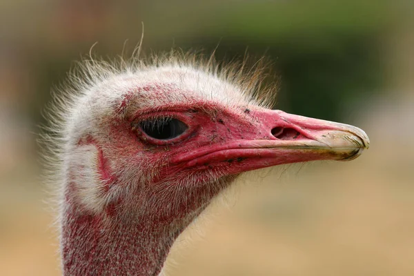 Mannelijke Masai Struisvogel Struthio Camelus Massaicus Oudtshoorn Zuid Afrika — Stockfoto