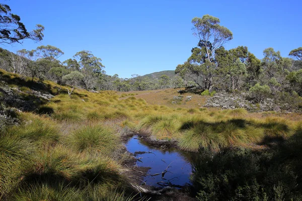 Parcul Național Cradle Mountain Din Tasmania Australia — Fotografie, imagine de stoc