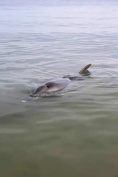 Dauphin Nez Bouteille Tursiops Directement Sur Plage Australie Occidentale — Photo