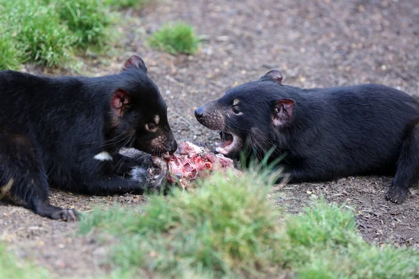 Tasmania Devil Sarcophilus Harrisii Tasmania Países Bajos —  Fotos de Stock