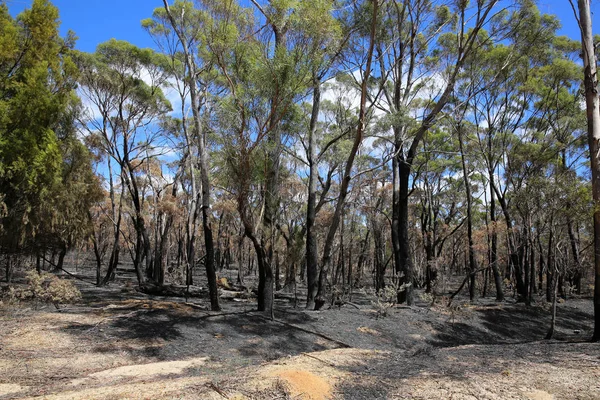 Arbres Brûlés Après Feu Brousse Près Bicheno Tasmanie Australie — Photo