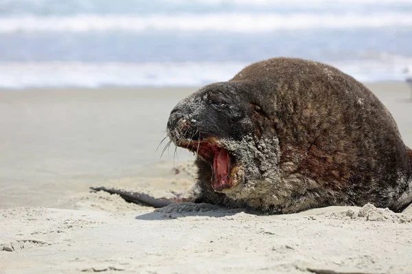 ニュージーランド海ライオン Phocarctos Hookeri オタゴ半島のビーチに休んでいます ニュージーランド — ストック写真