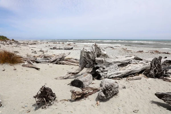 Beach Wahipounamu Westland National Park New Zealand — 스톡 사진