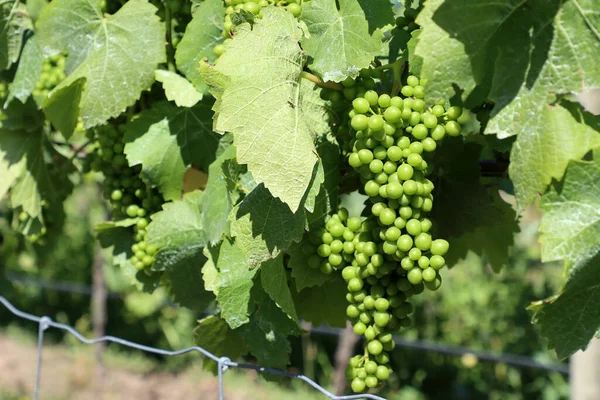 葡萄园里葡萄酒葡萄的分枝 Martinborough 新西兰 — 图库照片