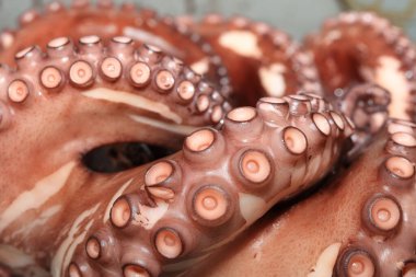 Taze haşlanmış Ahtapot yemeye hazır