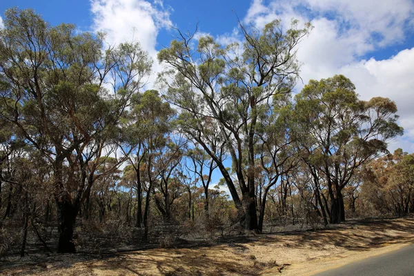 Árboles Quemados Después Del Incendio Bush Tasmania Países Bajos — Foto de Stock