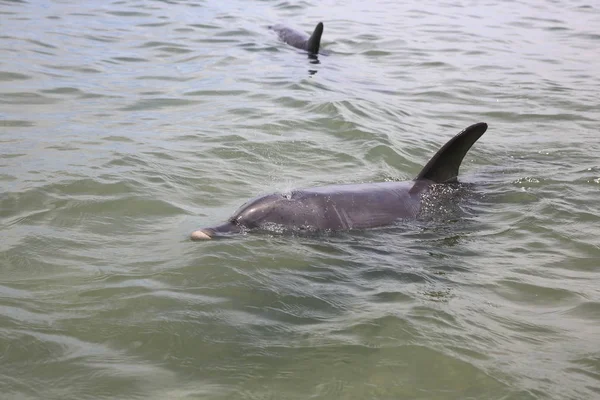 Delfín Skákavý Tursiops Přímo Pláži Západní Austrálii — Stock fotografie