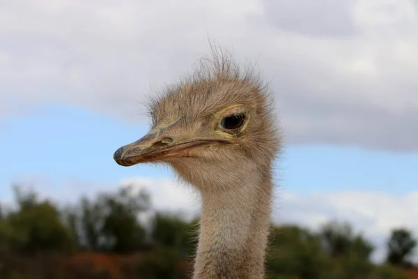 Avestruz Fêmea Struthio Camelus Oudtshoorn África Sul — Fotografia de Stock