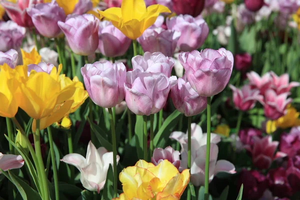 Blumenbeet Aus Wunderbaren Verschiedenen Frühlingstulpen — Stockfoto