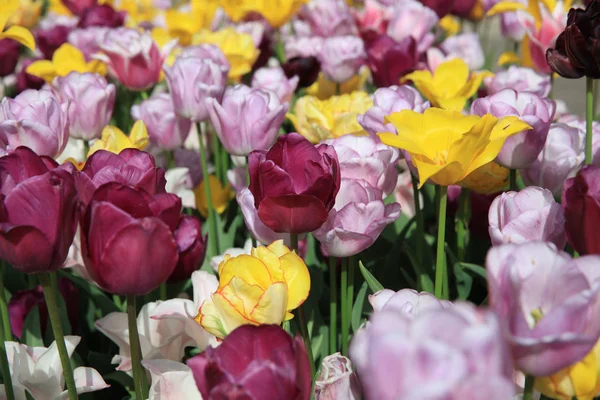 Virágágyás Csodálatos Különböző Tavaszi Tulipánok — Stock Fotó