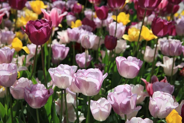 Flowerbed Wonderful Different Spring Tulips — Stock Photo, Image