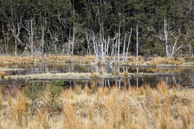 Ainsworth Körfezi 'ndeki manzara. Almirantazgo fiyort. Patagonya. Şili