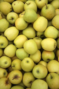 Golden Delicious Trentino (Malus domestica) elma. İtalya