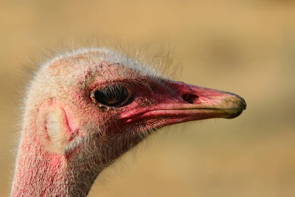 Mannelijke Masai Struisvogel Struthio Camelus Massaicus Oudtshoorn Zuid Afrika — Stockfoto