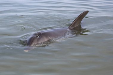 Batı Avustralya sahilinde şişe burunlu yunus (Tursiops)