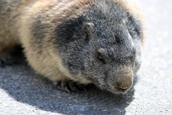 Alpine Marmot Parking Place Swiss Alps Switzerland — Stock Photo, Image